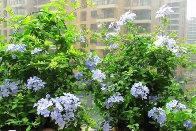 130�� · ������ͥ����ֲ������������֣�