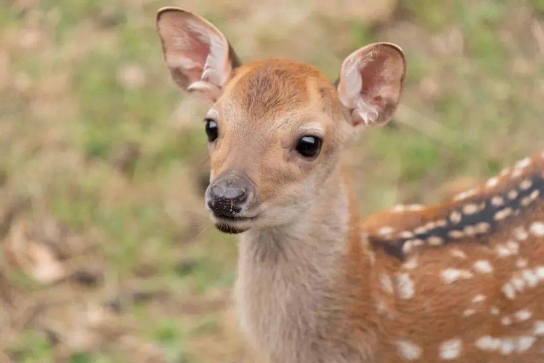 奈良小鹿仅剩三分之一原因让人无语