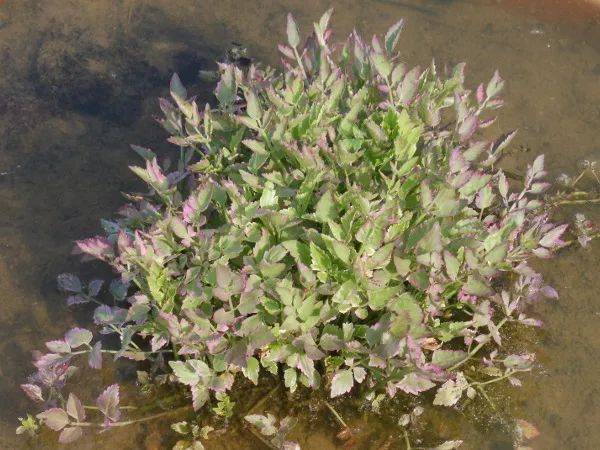 科宝有话说十七一棵不甘平凡的芹菜彩叶水芹