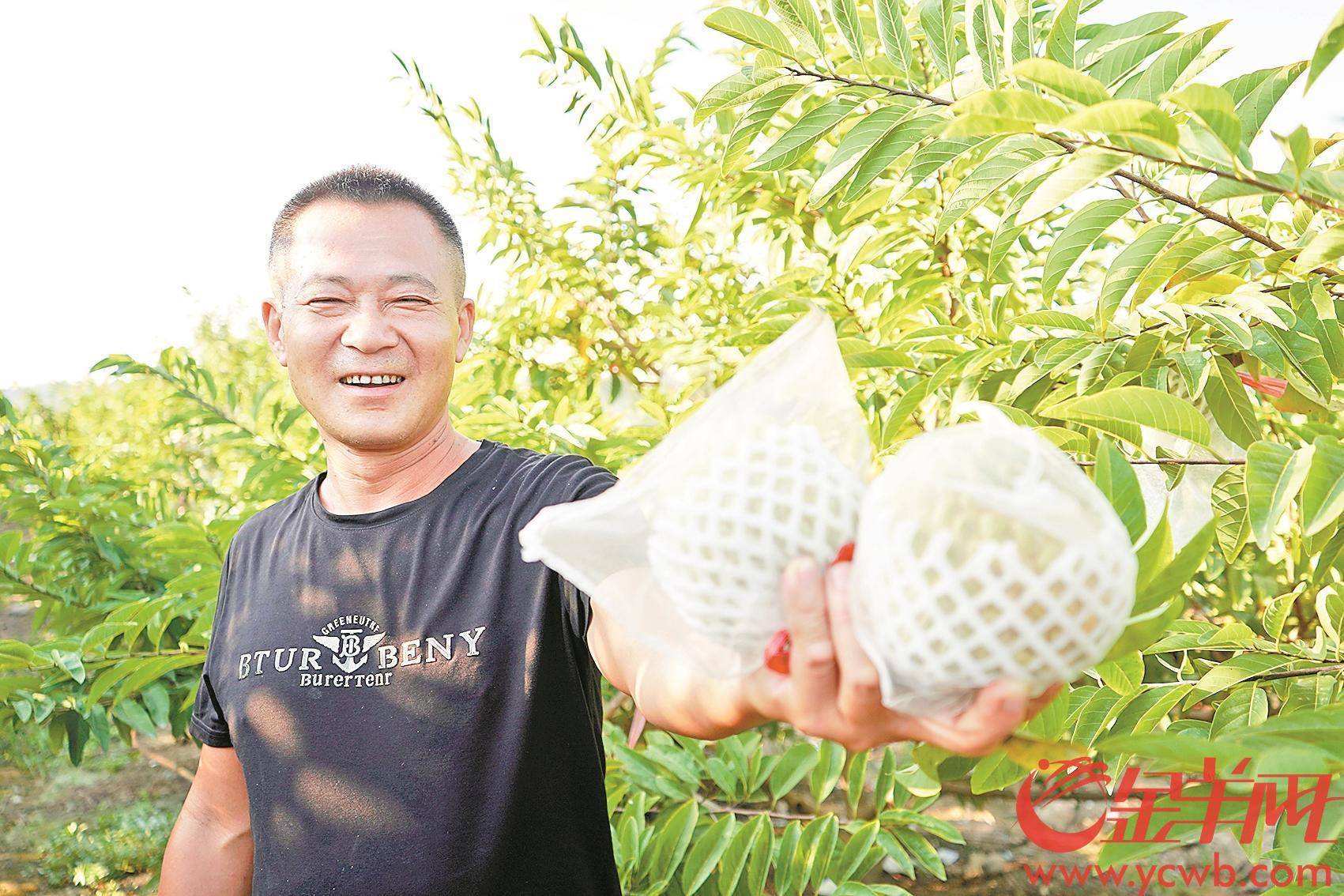 金秋时节林檎飘香 汕头澄海“华侨果”讲好侨故事