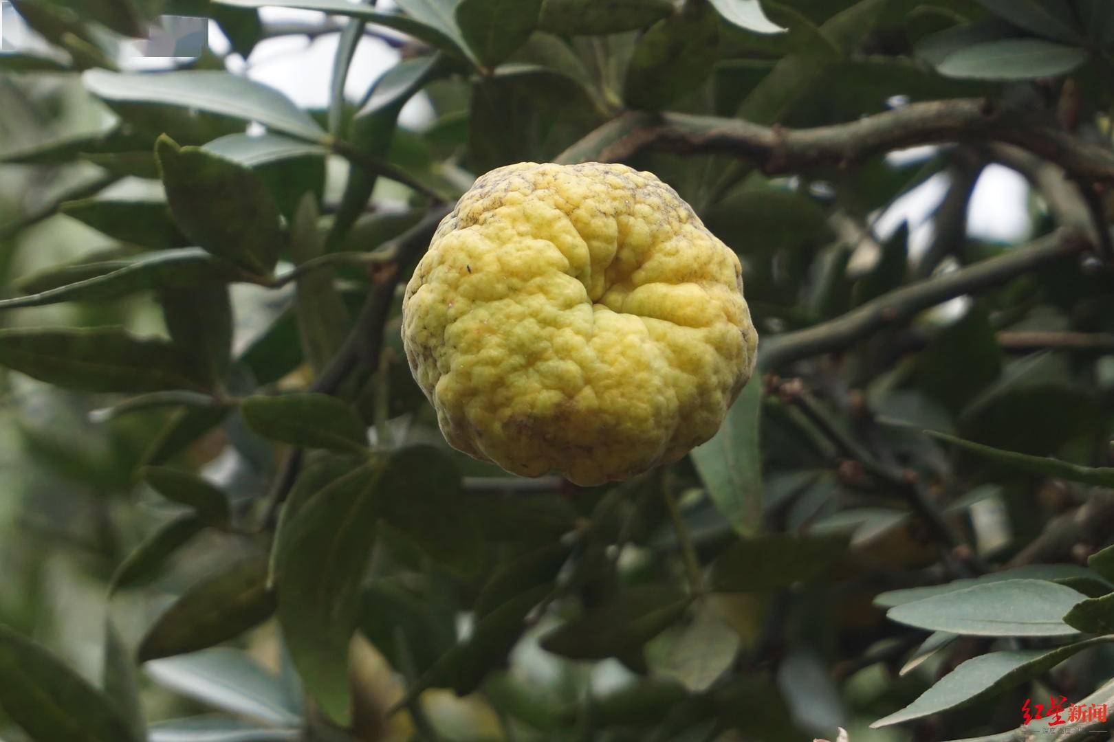 cop15珍稀植物篇富民枳原生地已野外灭绝围墙外竟发现4株遗落凡间的种