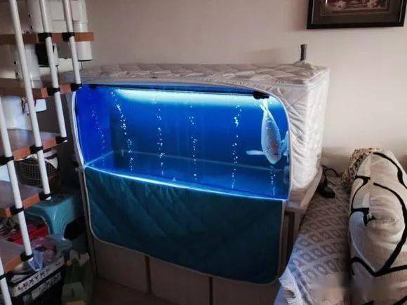 遭遇断崖式降温快给鱼缸穿棉衣保暖