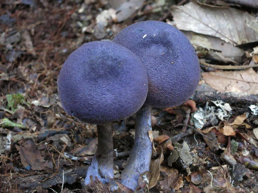 丽水这一地出现全球大型真菌新物种