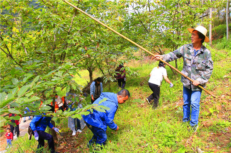 兩當縣泰山鄉千畝野生板栗進入採摘期