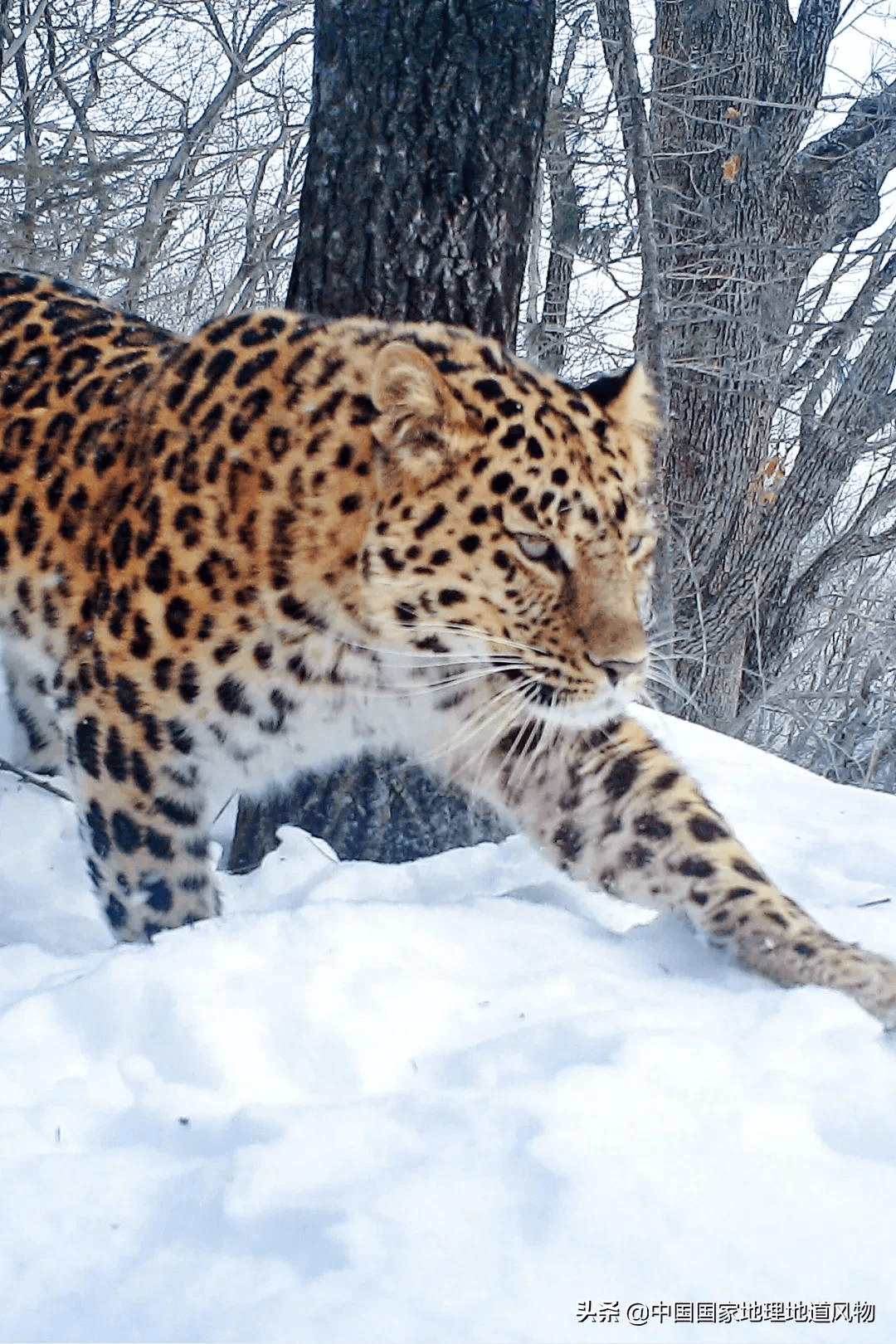 中国第一批国家公园,到底有多宝藏?