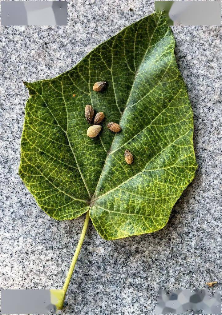 泡桐和梧桐的区别(白花泡桐和梧桐的区别)