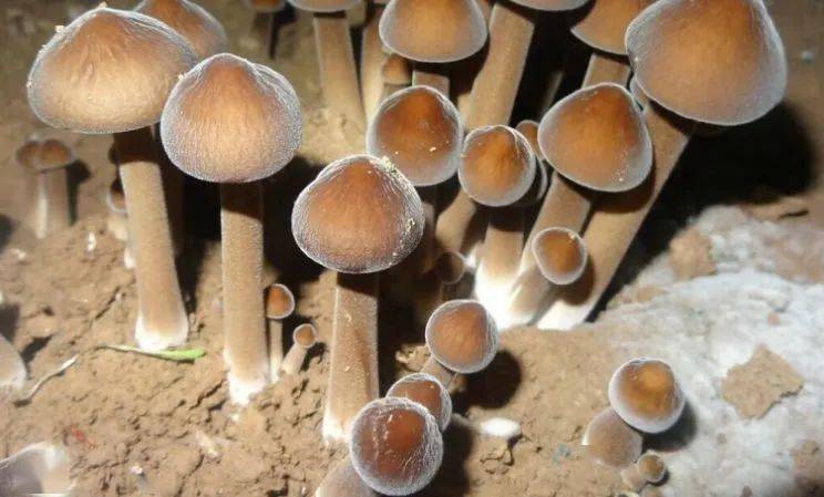 小菌菇撑起新建区上房村幸福伞