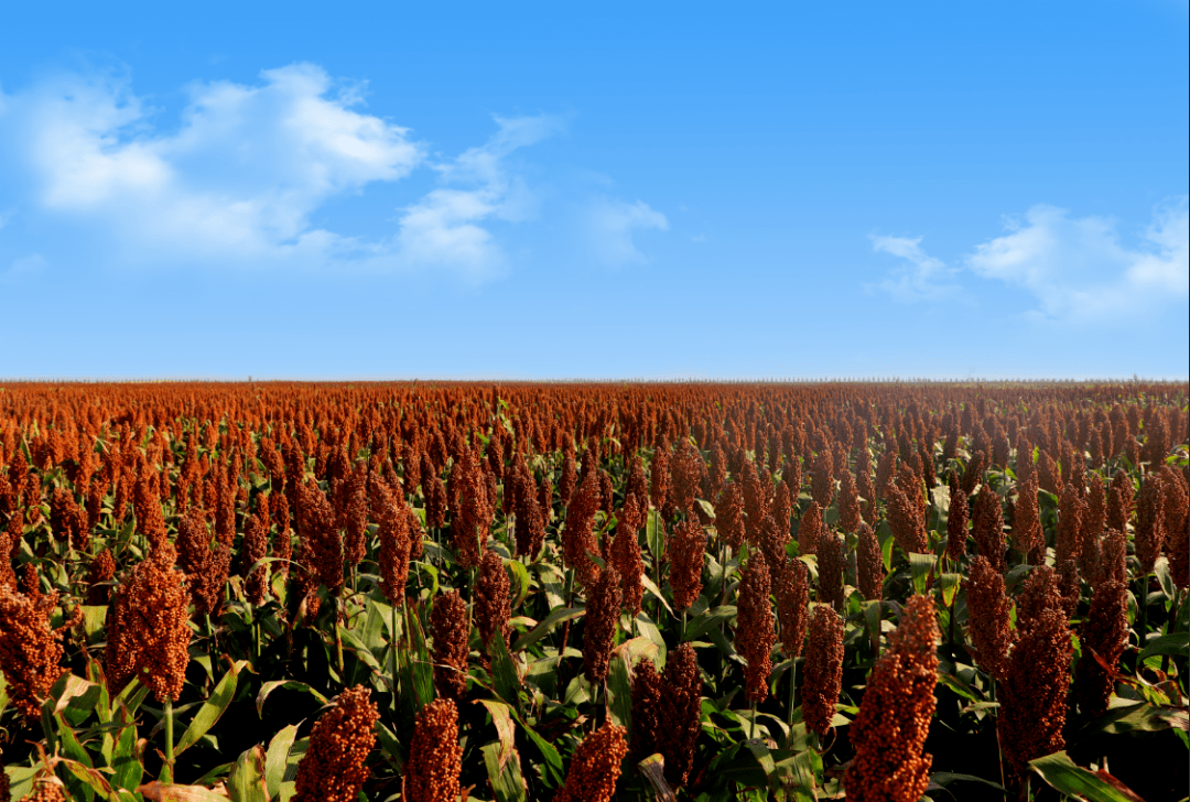 高粱基地一片红,酿出生态淡雅味