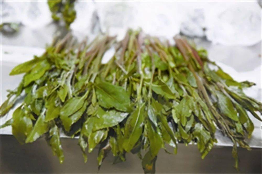 "毒品当零食,释放神性,全民参与?"一片叶子毁掉一整个国家……_也门