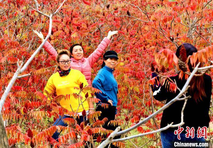 文化|宁夏石嘴山：贺兰山下红叶美 踏秋赏景正当时