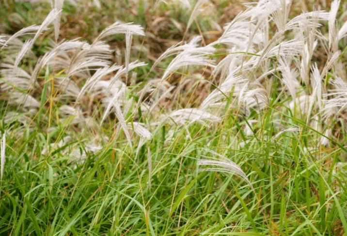 芦苇根部长出来的花图片