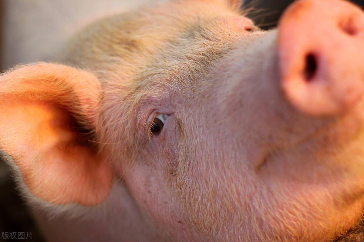 猪耳朵上有这些症状猪很可能生病要治有经验的来验证一下