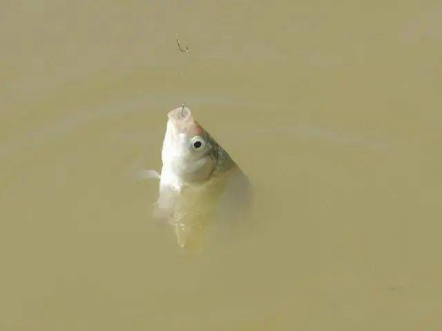 什么叫做调平水 597b4b799daa474397d1c44f7e6c482b.jpeg