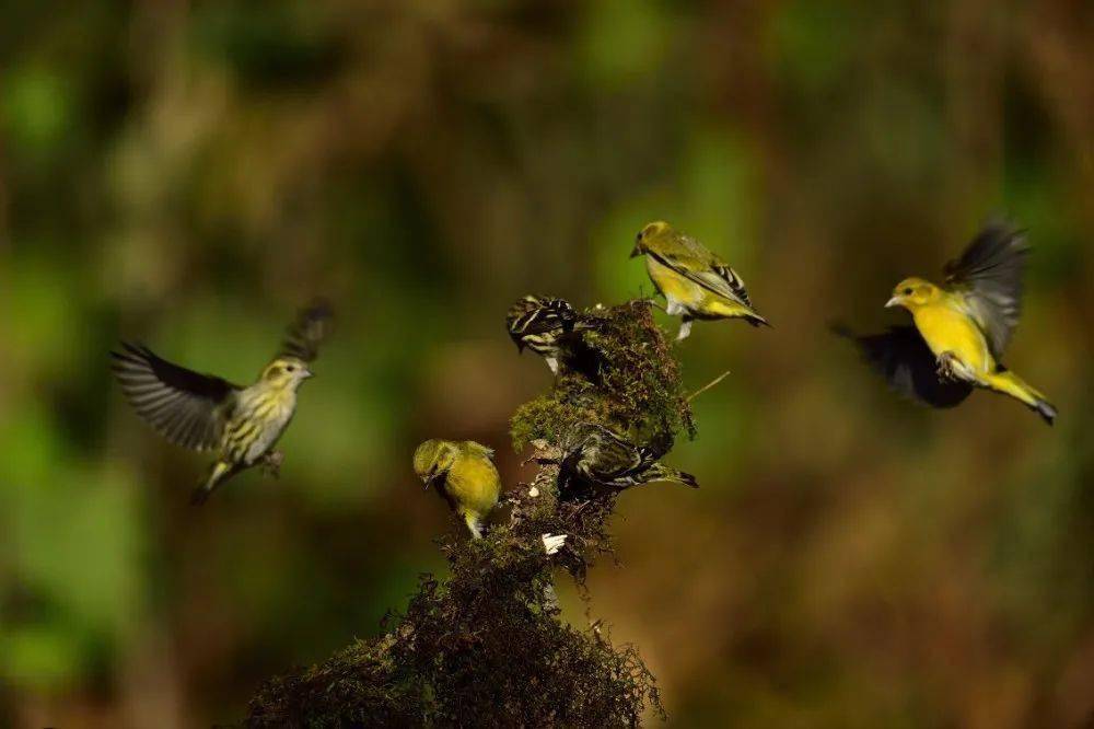 家住高黎贡山(下)|袁大宝:我会用自己的方式守护爷爷和爸爸守护的"家"