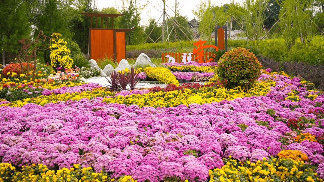 太原迎澤區:菊花盛放迎重陽_花壇