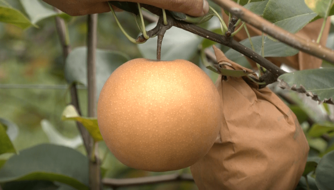 中华好梨就在南通这里