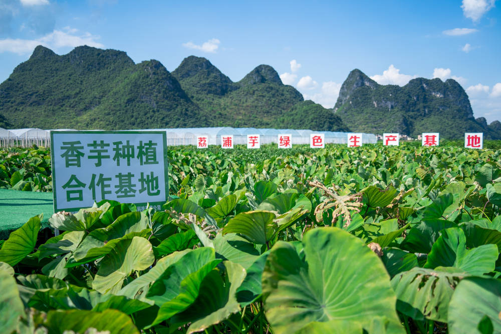 喜茶芋泥波波牛乳回归 共建槟榔芋种植基地为经典再添灵感