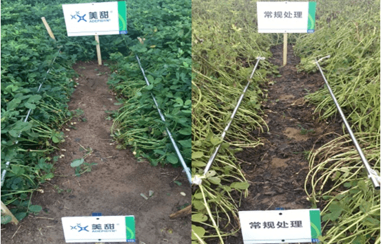 先正达全新专利杀菌剂美甜03花生保叶增产新标杆