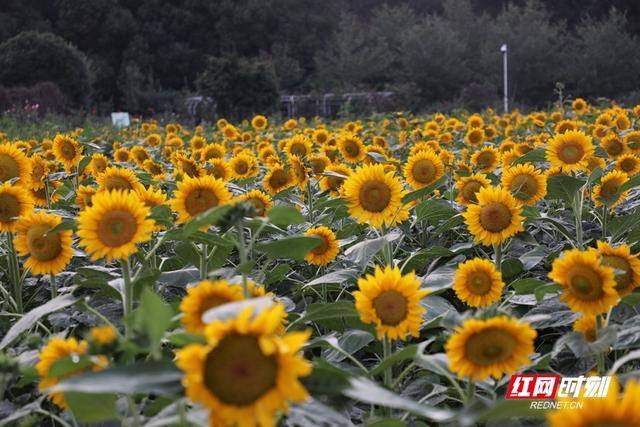 向日葵|在湖南，赏金秋