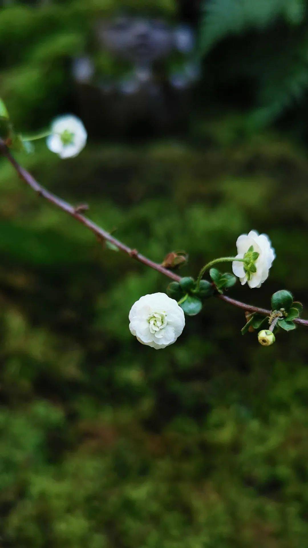 若問閒情都幾許?一川菸草,滿城風絮,梅子黃時雨.