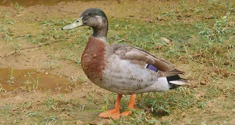 如何杀鸭子取血 b488e5a5876a4450832d665d15e82739.jpeg