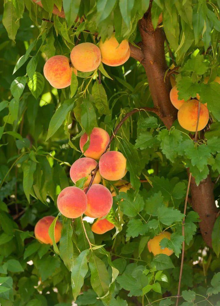 院里的桃树