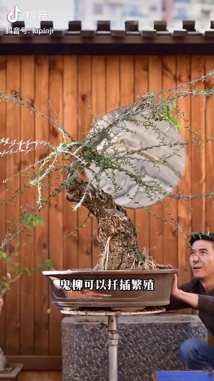 尖叶木樨榄为什么叫鬼柳盆景艺术 盆景 精品盆景 盆景造型 花卉绿植