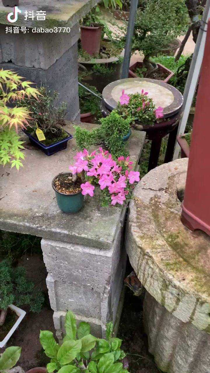 小品皋月杜鹃花品种鹤翁皋月杜鹃花小品鹤翁杜鹃花