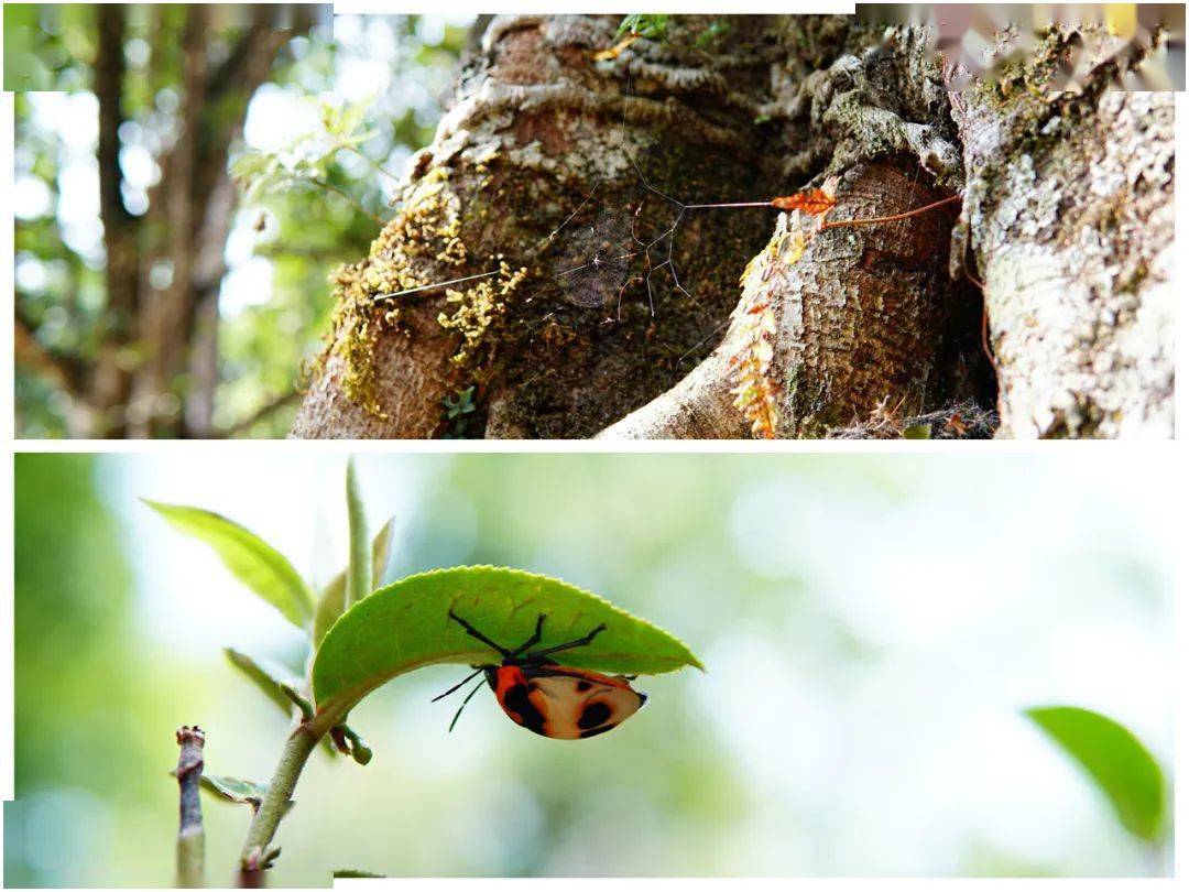关注cop15丨生物多样性造就独一无二的云南普洱茶