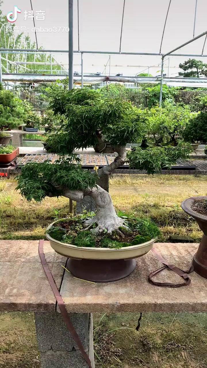 特别好养的狮子头盆景盆景