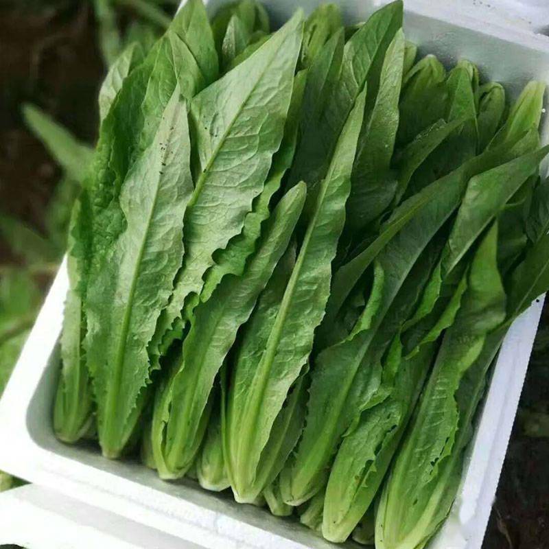 今天要给大家推荐一款好吃的油麦菜品种——广东高产甜油麦,口感脆香