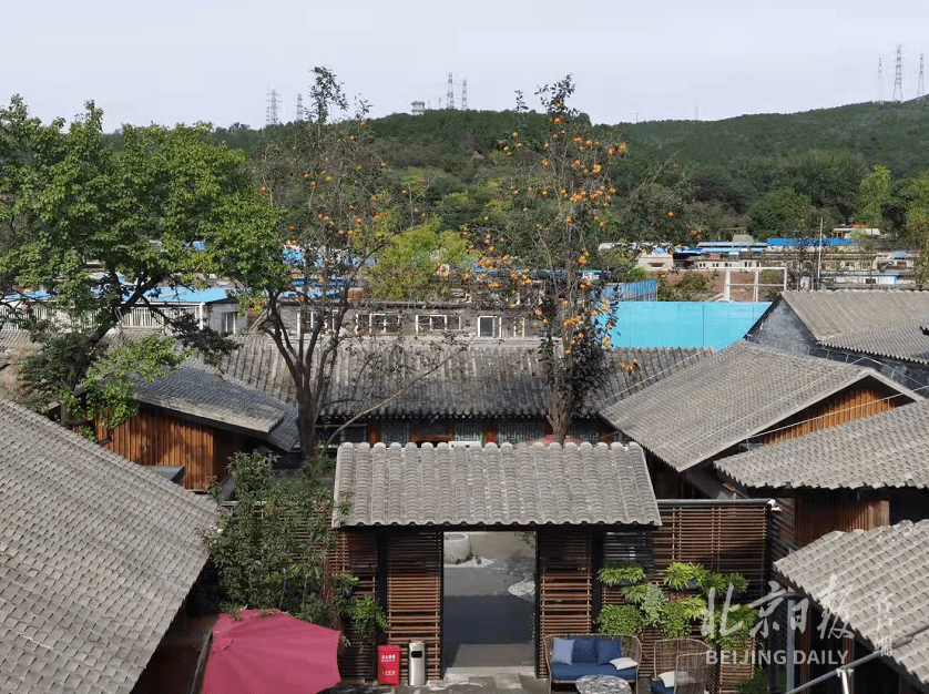 院落|直击｜别流口水！千年古道旁，累累柿子黄