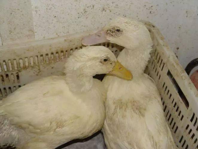 图文解说鸭病禽流感