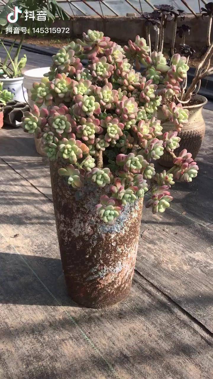 罗琦悬崖老桩堪称完美这样的多肉你喜欢吗多肉植物感谢抖音最美多肉
