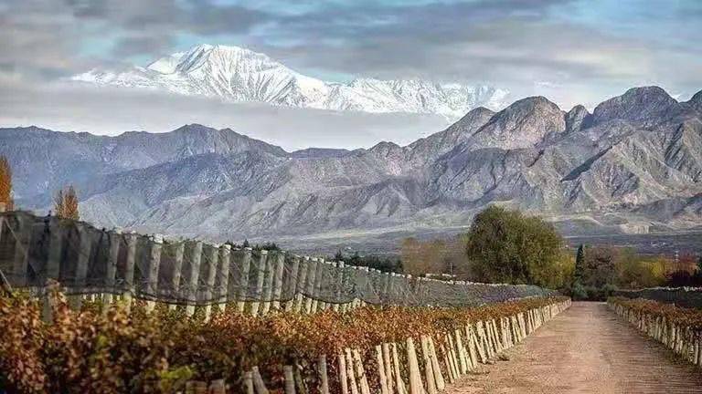 全球|带人带酒跨越三个城市,2021阿根廷葡萄酒巡展都有哪些亮点?