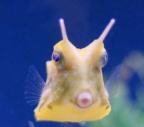 身体萌嘟嘟头顶长犄角身体方又正长相真奇怪牛角箱鲀总和海葵做朋友生