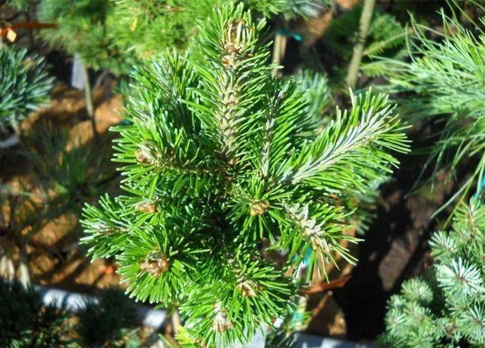 新疆的特有松树为啥名字叫杉树