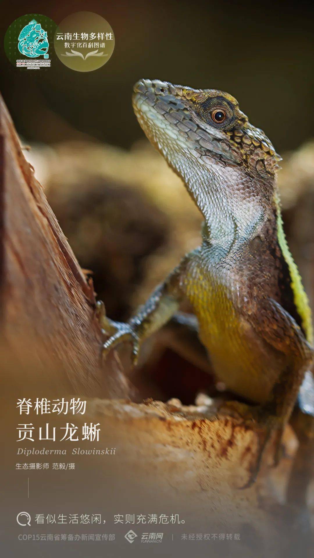 中国蜥蜴品种图片