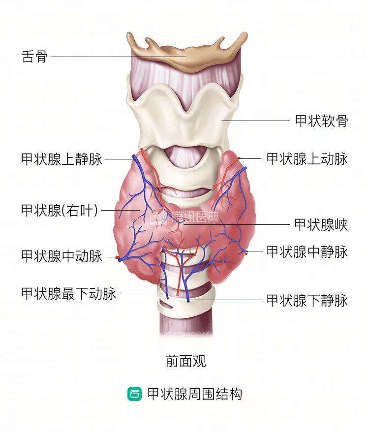 甲状腺峡部位置图图片