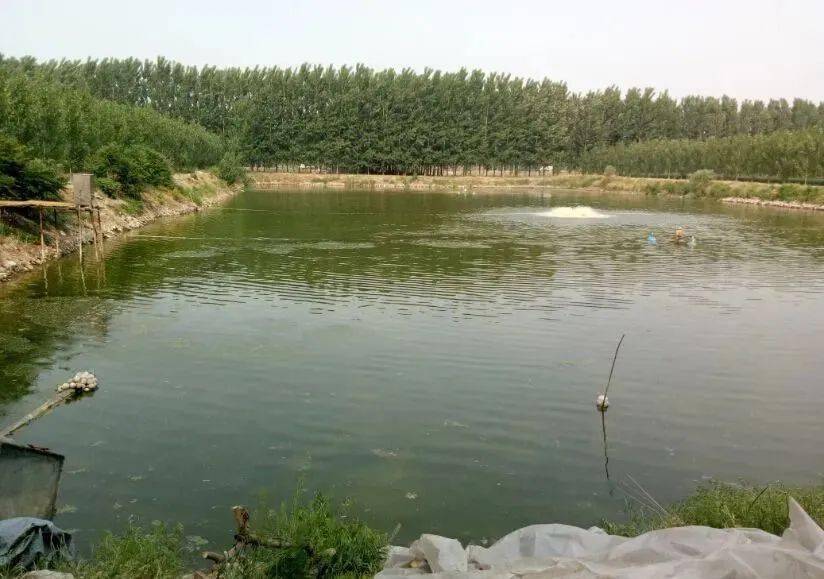 雨后鱼塘不管理水质容易出问题雨后水质调控实用技巧