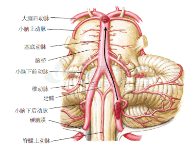 椎基底动脉位置图片图片