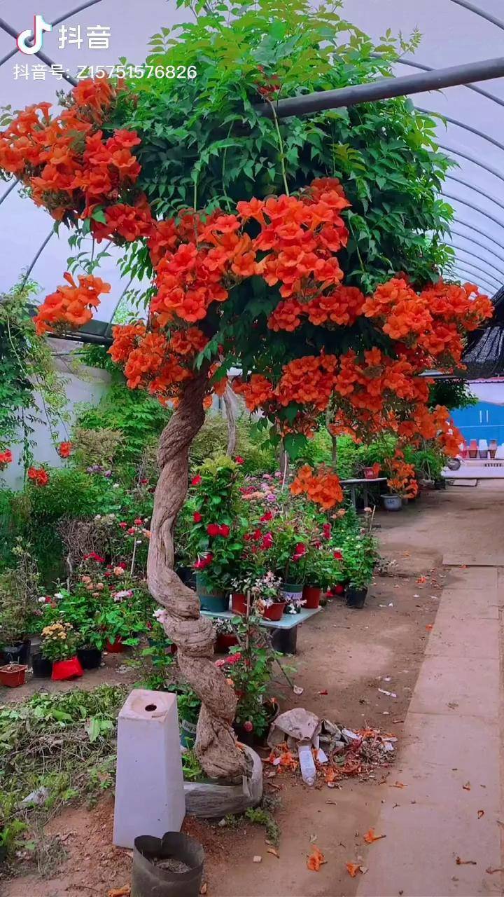 十多个人都要买这个凌霄大爷不好谈一哥们慕名找到我叫我帮忙下殊不知