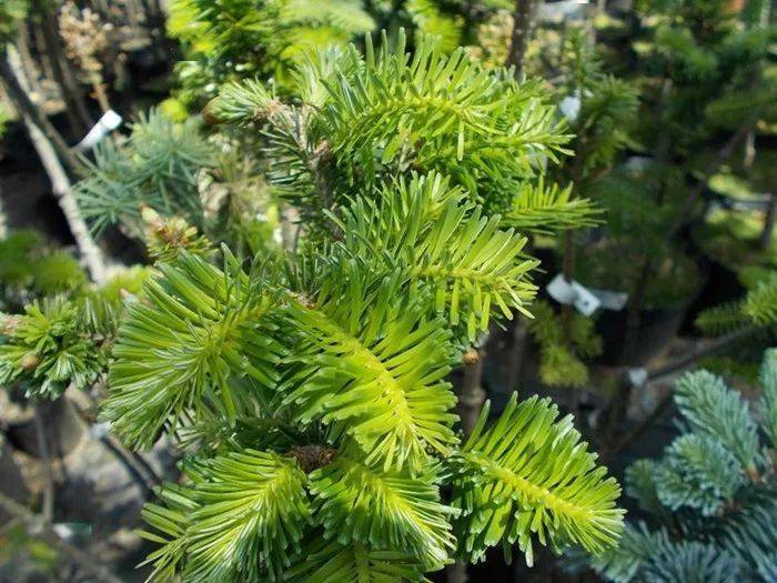 新疆的特有松树为啥名字叫杉树