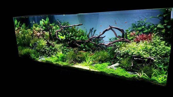 一个"设备控"玩家的1米5大草缸,令人叹为观止_造景