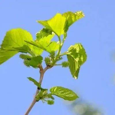 有一种树枝,是颈椎病 “死敌”!这就是中国人的智慧_桑枝