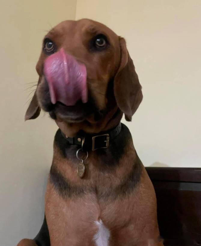 狗狗表情天生凶巴巴,却在听到这个词后笑得画风诡异