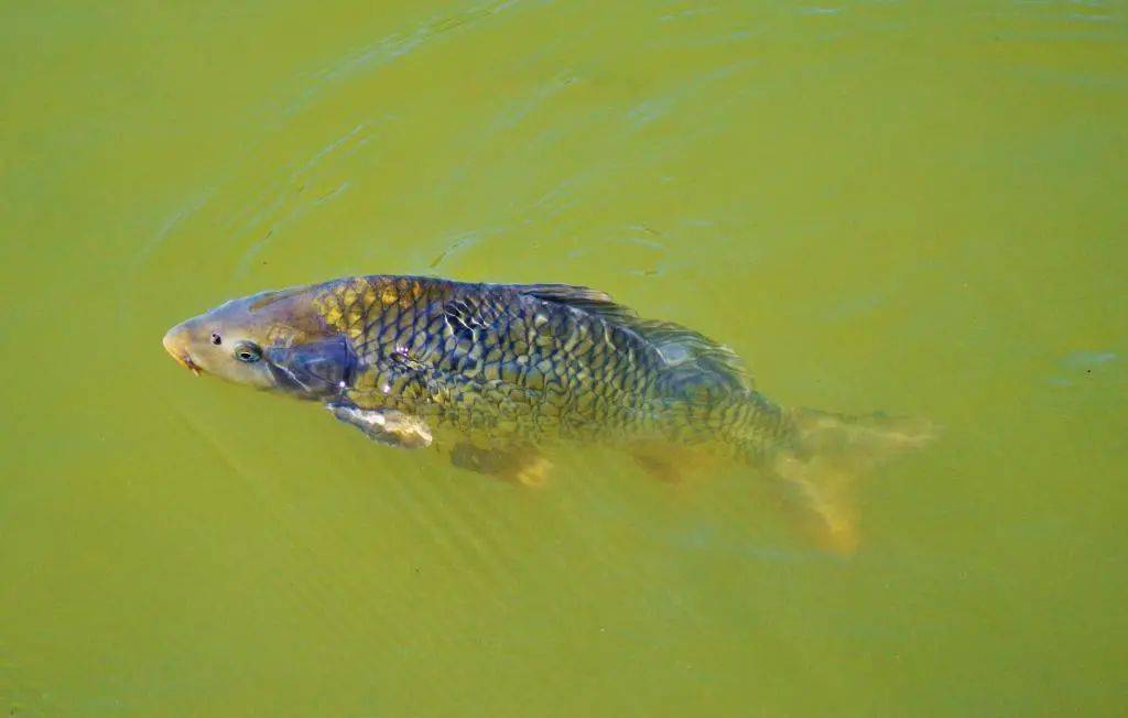 如何维持鱼塘水色?这是个技术活_养殖