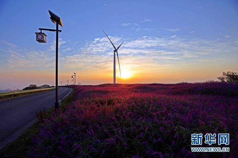 花海|秋花也烂漫 赏花正当时