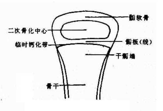 有份|追光｜想要又高又帅？这里有份宝典