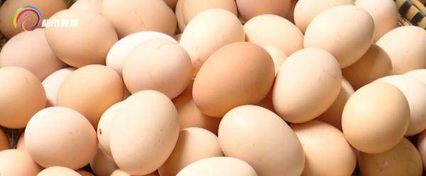 口感|“土鸡蛋”真的比“洋鸡蛋”好吗？答案是......